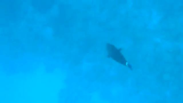 Рыбы красного моря, Рыба хирург чернополосая, Acanthurus gahhm , fish in red sea Egypt смотреть онлайн
