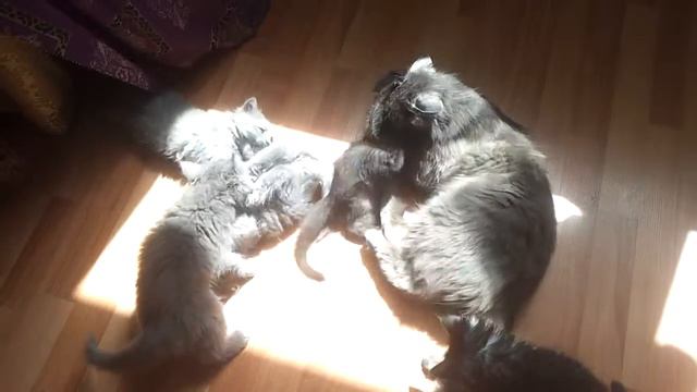 Котята мучают кошку смотреть онлайн