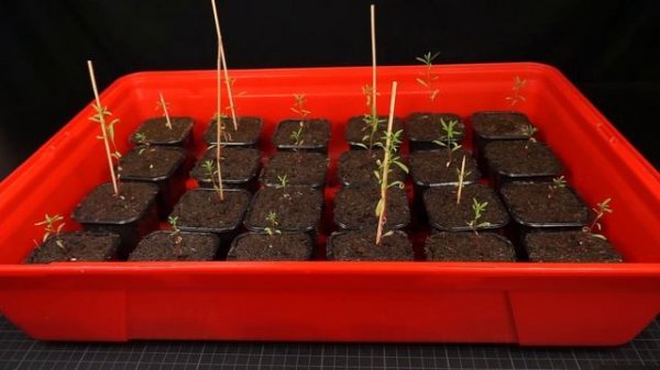 Growing your own Model Seafoam Trees at Home as an Amateur