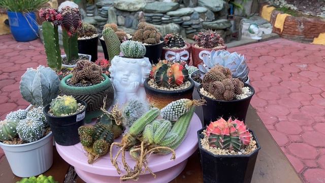 Box of Happiness💛|Big Cactus & Wishlist Unlocked💜💖💛 смотреть онлайн
