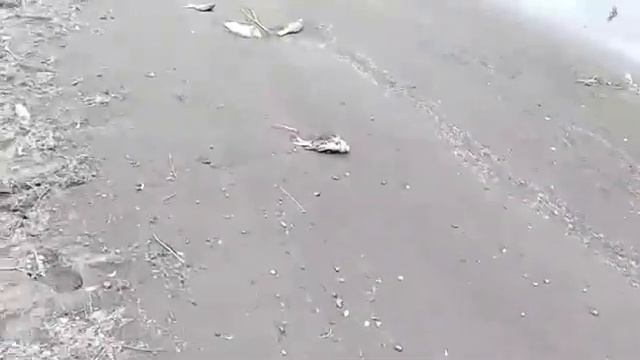 Мор рыбы на Ирикле