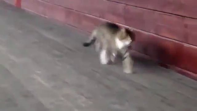 смотреть смешные приколы про животных до слез смотреть онлайн