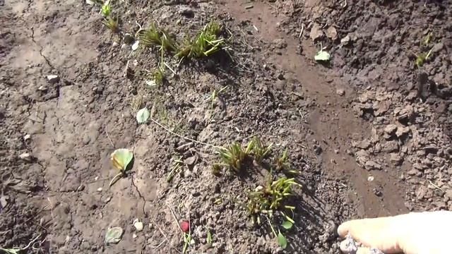 Обрезать клубнику или не обрезать,вот в чем вопрос . смотреть онлайн