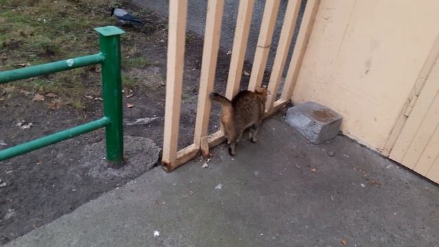 Добрая кошка Мышка дружит с воронами (у @SONYAPLAYINGAMES тоже такая Мышка,смотрите фото в её тг ) смотреть онлайн