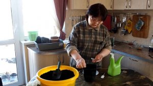 Посадка травы Эстрагона (Тархун) сорт Гудвин в горшочек