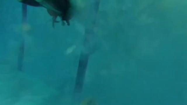 Технические работы под водой\Дайвинг\Дельфин в Воскресенске смотреть онлайн