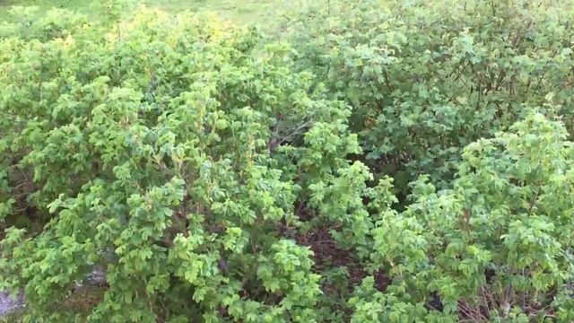 MALUS ROYALTY APPLE #apple #malusroyalty смотреть онлайн