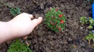 КАМНЕЛОМКA- КРАСИВЫЙ МНОГОЛЕТНИК