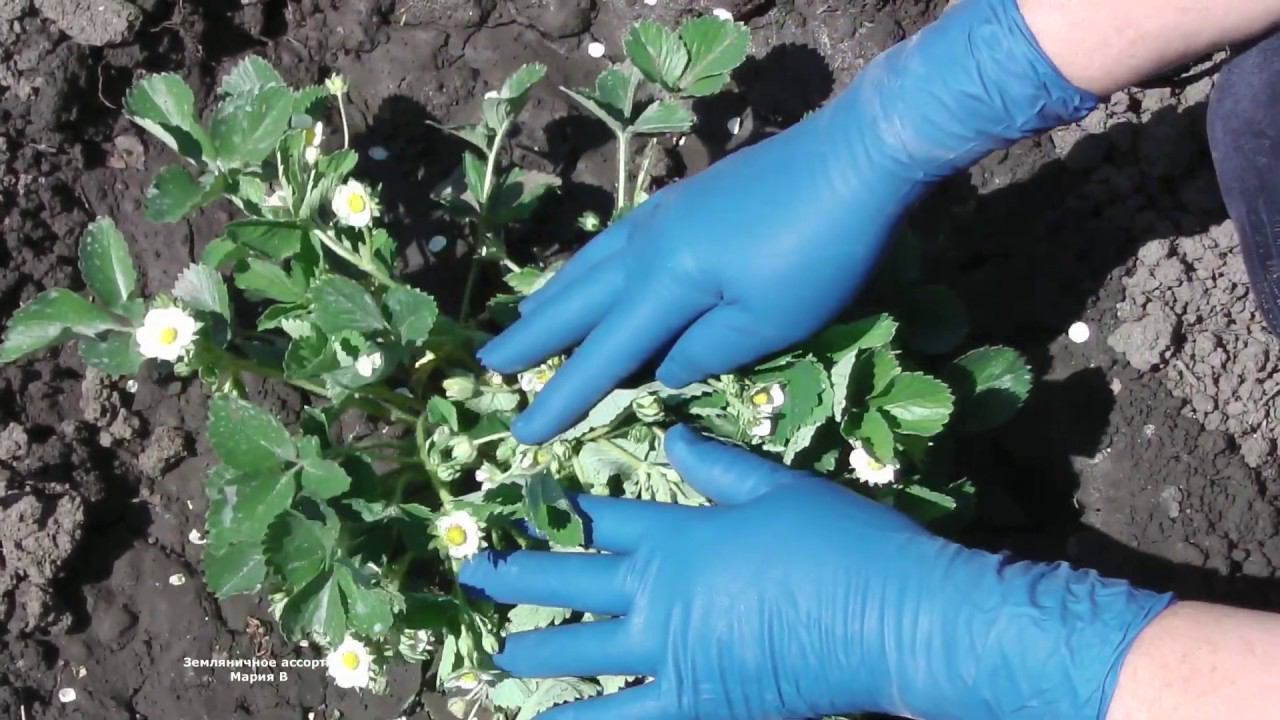 ЗЕМЛЯНИКА ЕЛИЗАВЕТА 2 ВЫДАЕТ РЕКОРДНОЕ КОЛИЧЕСТВО ЦВЕТОНОСОВ И ЧТО С ЭТИМ ДЕЛАТЬ ? БЕЛОКРЫЛКА смотреть онлайн