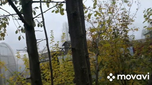 Дела в огороде не заканчиваются.. Ромашки в октябре. смотреть онлайн