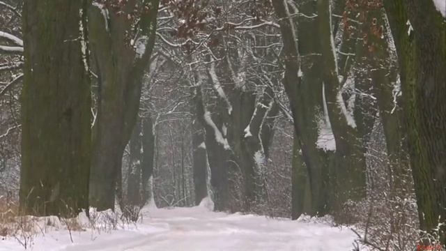 ПАДАЕТ СНЕГ Стихи Милы Даничкиной, музыка, аранжировка, исполнение Александра Солодника смотреть онлайн