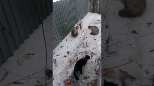 Разговор трёх смотрящих за территорией. смотреть онлайн