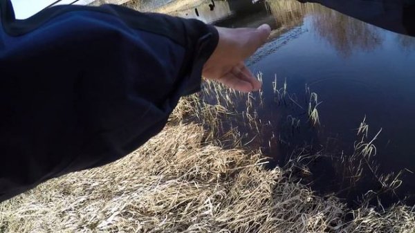 Щука из дачной канавы. Долавливание на Lucky Craft Pointer 78 sp