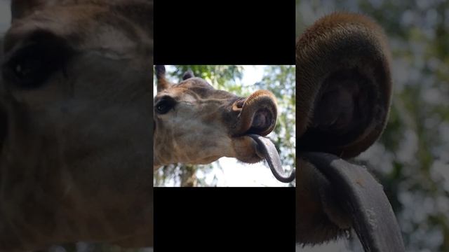 GIRAFFE SOUNDS | Learn Animals with Kiddopedia #Shorts смотреть онлайн