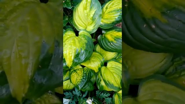 Хоста Кафедрал Виндоуз смотреть онлайн