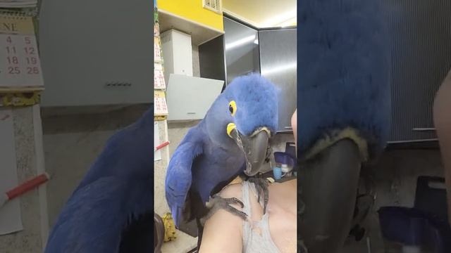 Ох,как мы любим посмеяться!) Попугай ара играет и смеётся, какаду, Гиацинтовый Ара смотреть онлайн