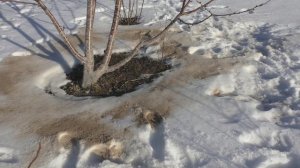 Внесение доломитовой муки по снегу.