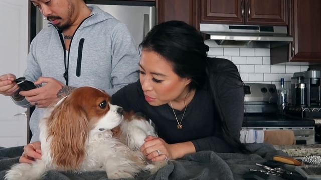 GROOMING MY DOGS AT HOME // Cavalier King Charles Spaniel