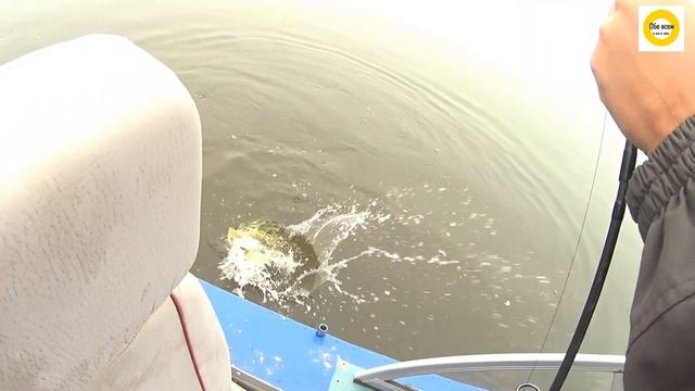 РЫБАЛКА НА РЕКЕ ЛЕНА! ЛОВИМ ЩУК И ОКУНЕЙ!#fishing#воблер смотреть онлайн