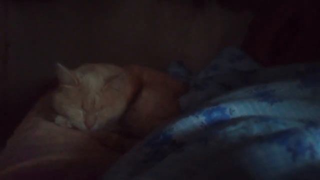 Мои покупки?, комментарий. смотреть онлайн