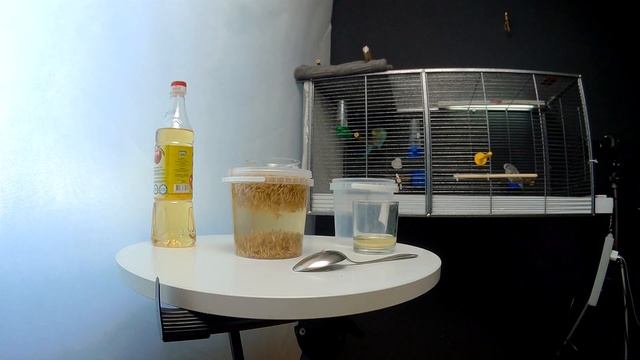 Как приготовить правильно овёс для попугая? смотреть онлайн