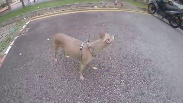 FASTER RCNN смотреть онлайн