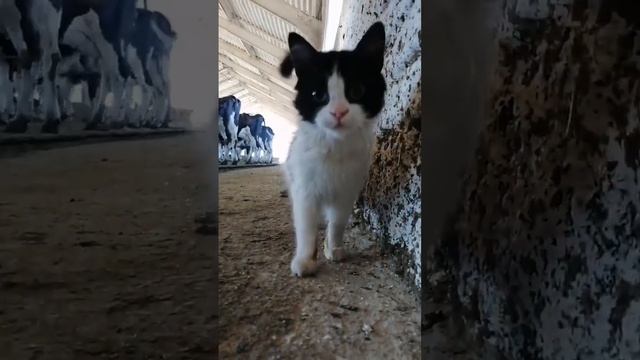 Кот на ферме. Парное молоко для кота. Молочная ферма. Сельское хозяйство. смотреть онлайн