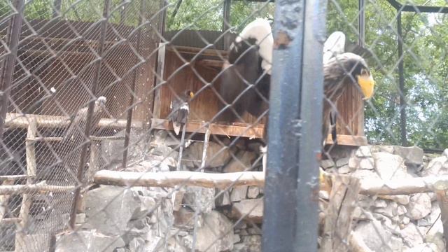 Новосибирский зоопарк 2024 смотреть онлайн