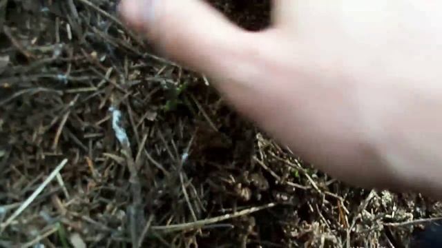 грибы в лесу-трюфель,truffles3.- Трюфель черный смотреть онлайн