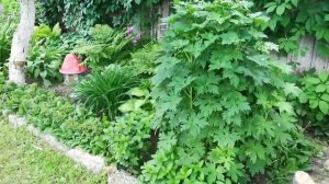 Цветник в ЦАРСТВЕ ТЕНИ. Растения для ТЕНИСТОГО сада.