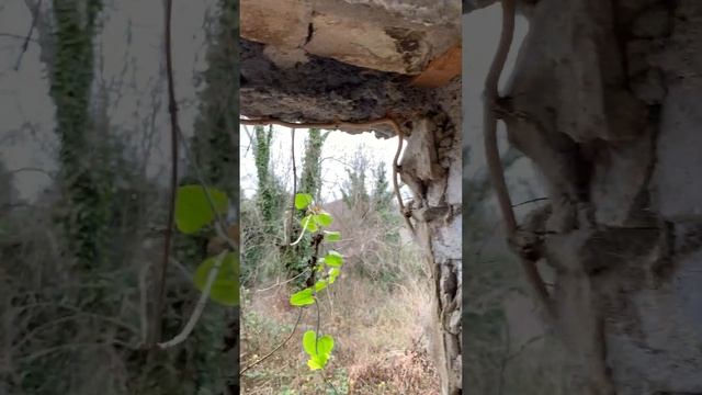 Дача адвоката Плевако. Месторасположения #всочиумаши смотреть онлайн