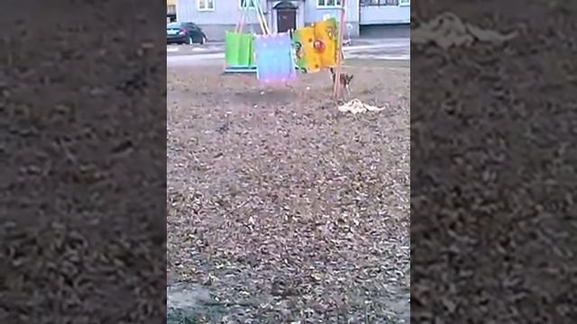 Собака ворует белье! )))