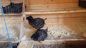 Порода кур,Барневельдеры.