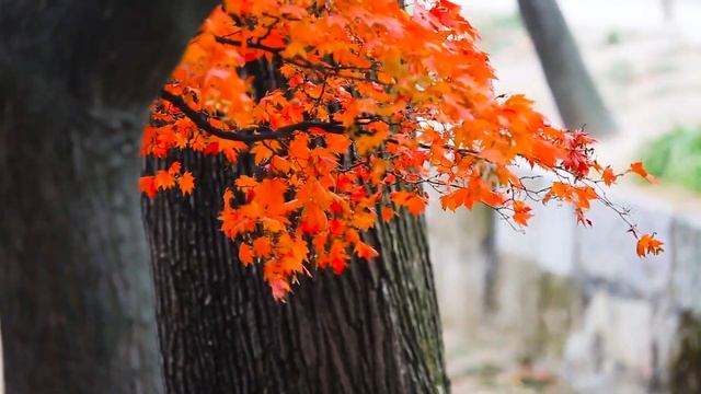 Звук ветра в деревьях / The sound of the wind in the trees - ГЗ смотреть онлайн