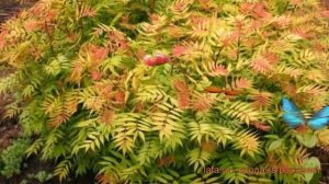 Рябинник рябинолистный Пинк Хопи (pink hopi) ? обзор: как сажать, саженцы рябинника Пинк Хопи