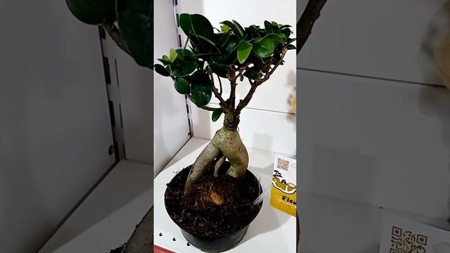 Фикус Женьшень. Помогите! смотреть онлайн