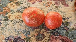 Помидоры трескаться не будут. Как не допустить растрескивания томатов!