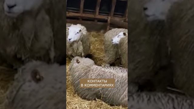 Овцы ТЕКСЕЛЬ I Доступны для заказа смотреть онлайн