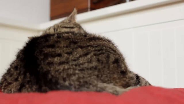 ASMR Cat - Super Compilation - 150 Min.