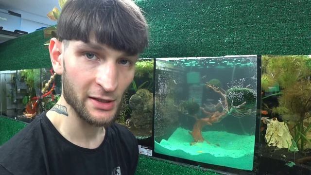 Как запустить аквариум с рыбками за 1 день / бактерии Tetra / эксперимент / AquaVID смотреть онлайн