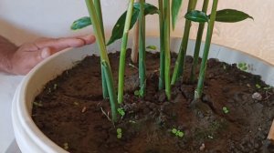 Как вырастить имбирь на подоконнике