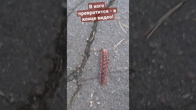Огромная красная-черная гусеница переползает дорогу!! смотреть онлайн