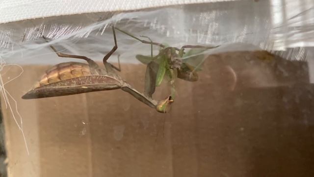 Самка богомола , ест самца смотреть онлайн