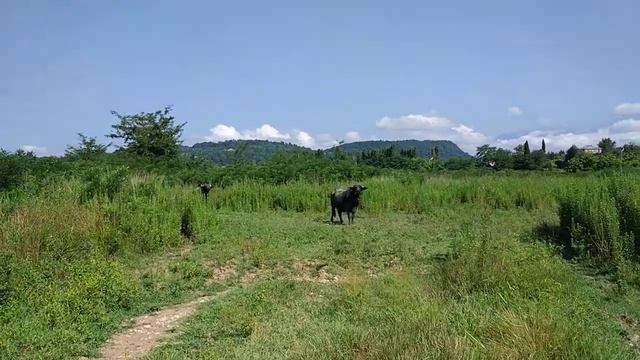 Опасный контакт с абхазским буйволом смотреть онлайн