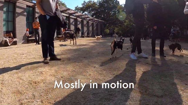 Benji Premieres - New York City Basenji Gathering - 18 October 2020 смотреть онлайн