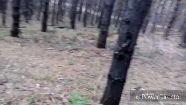 Воспитание щенка лабрадора для охоты (апортировка2) смотреть онлайн