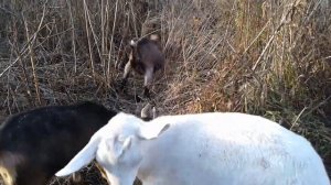 Коза или корова?! Можно ли держать коз в саду, на даче?! Ищу козла! Прогулка с козами.