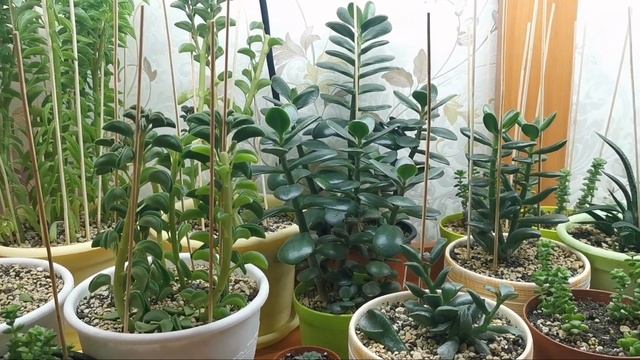 Необходимые условия выращивания денежного дерева (толстянки).