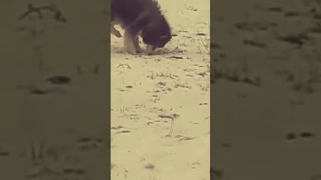 Хитрый маламут готовится к зиме)) смотреть онлайн