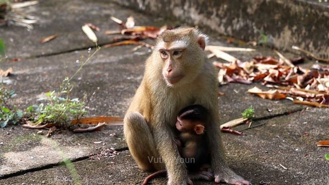 SABA, Baby Monkey Began To Walk On Its Own, But Was Dragged By Its Mother As Usual